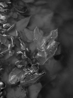 water series #23